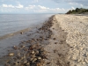 Pickering Beach - Little Creek, Delaware