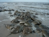 Pickering Beach, Little Creek Delaware - Horseshoe Crabs